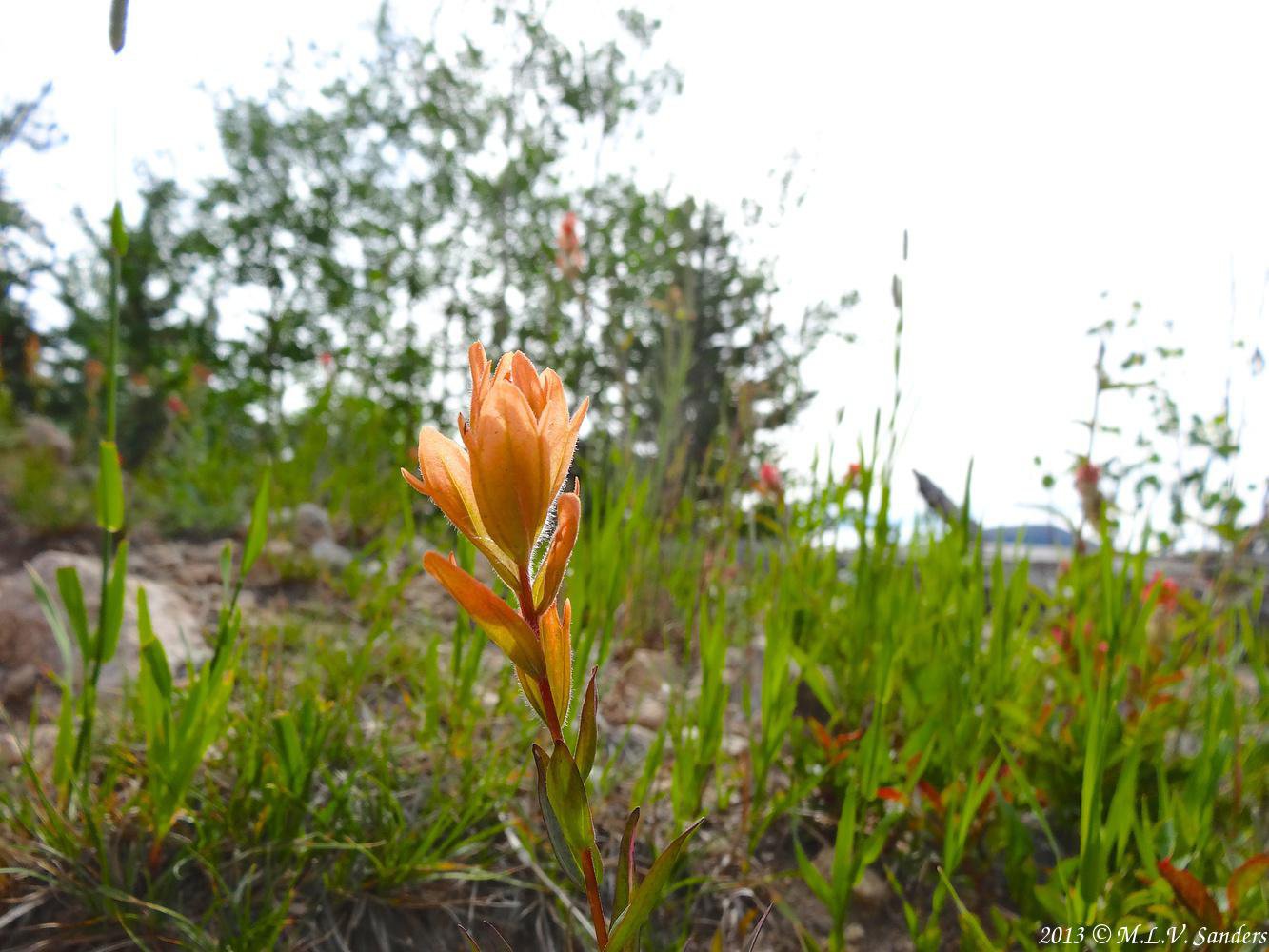 This is an unusual orange colored paint brush