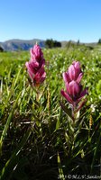 Two paintbrushes growing in the tundra at Forest Canyon Pass.