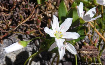 beautiful lanceleaf springbeauty with pink anthers and small notches in tips of petals