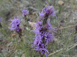 A kansas gayfeather with small green insect in one of the blossoms