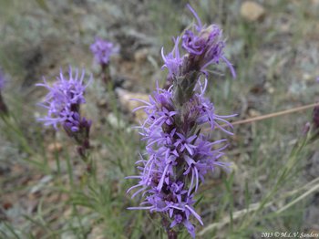 A kansas gayfeather with small green insect in one of the blossoms