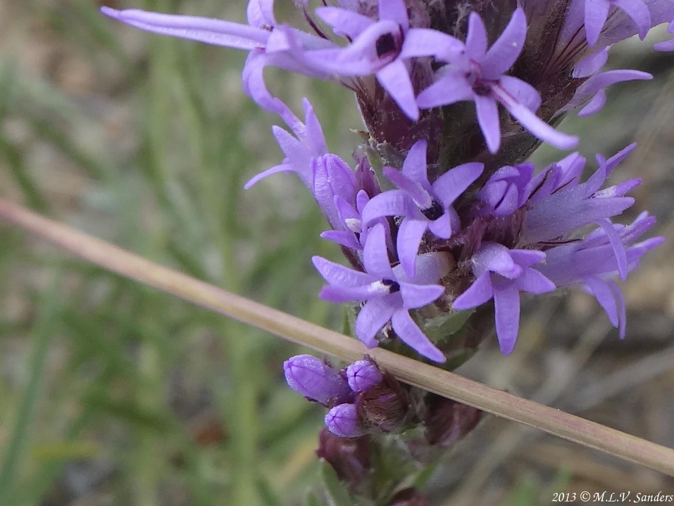 Closeup of kansas gayfeather flowers.