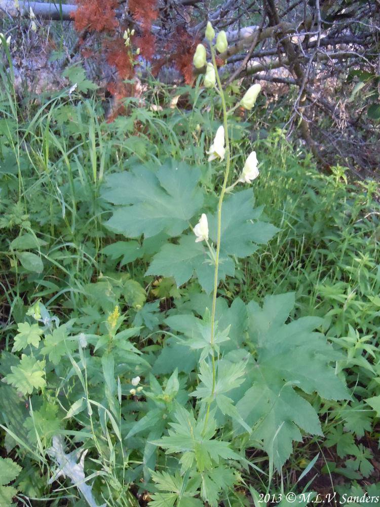 Entire white monkshood plant, Rocky Mountain National Park, Colorado