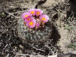 Along one side of Cub Lake Trail dry ecological zone with this mountain ball cactus