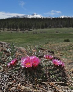 blooming mountain ball cactus growing by a boulder with snow covered Longs Peak and the front range in the background