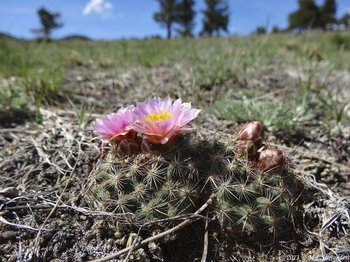 Two mountain ball cacti growing in a meadow with a few trees in the background. The plant is spherical but somewhat flattened