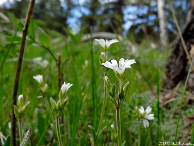 Side view of field mouse-ear chickweed flowers, Rock Mountain National Park, Colorado