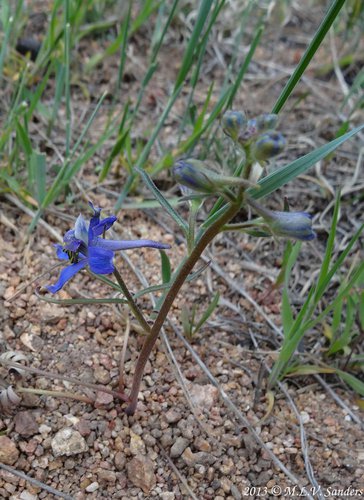 Larkspur plant with one blooming flower and multiple buds.