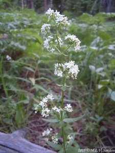 Overview of Northern Bedstraw on Thunder Lake Trail RMNP, leaves are attached in groups of four