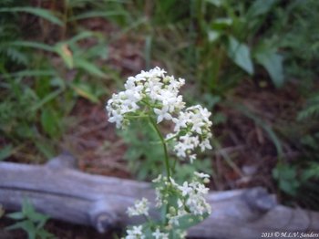 Northern Bedstraw plant on the Thunder Lake Trail. Closeup showing flowers, Rocky Mountain National Park, Colorado