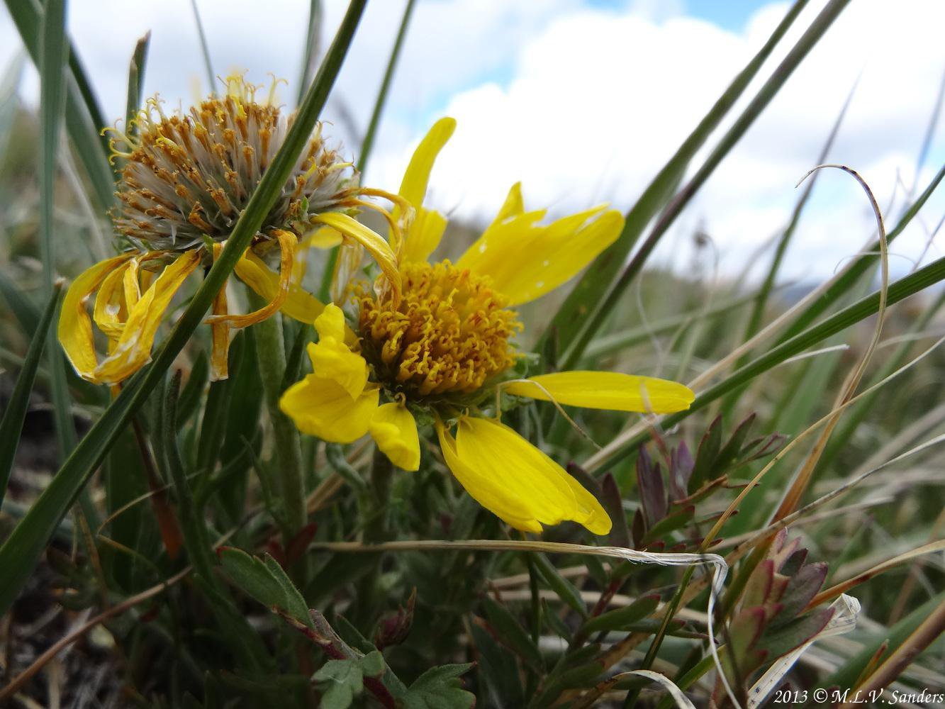 Tattered petals of an old man of the mountain flower in the tundra of Rocky Mountain National Park