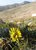 The flower of an old man of the mountain facing East in Rocky Mountain National Park