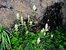 White paintbrushes by trail to Black Lake, perhaps these are hybrids