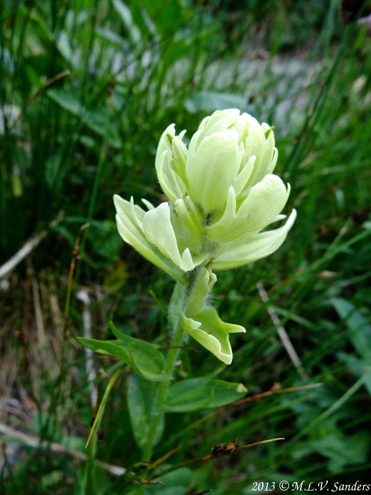 almost white paintbrush with some yellowish tint, Black Lake Trail, Rocky Mountain National Park