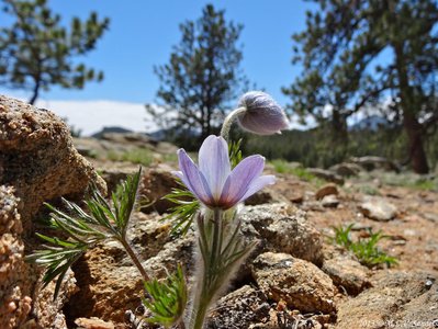 A view from the side of a pasque flower in late May shows lavender veins in the flower that are highlighted by sunlight, RMNP