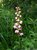 Flowers along the lone vertical stem of a pink pyrola growing in a lush area of Rocky Mountain National Park