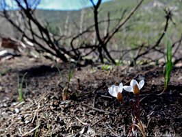 pink springbeauties near Cub Lake,background is charred remains of brush burned in the 2012 Fern Lake Fire