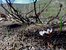 pink springbeauties near Cub Lake,background is charred remains of brush burned in the 2012 Fern Lake Fire