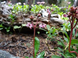 Pipsissewa on the way to Spruce Lake.