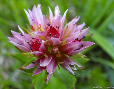 A close view looking down on the flower of the rose crown.