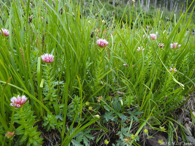 Blooming rose crowns mixed in with sedges and other plants.