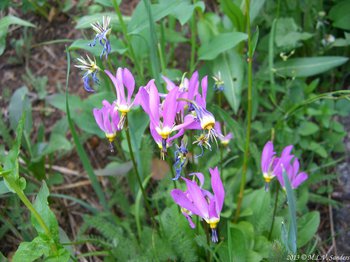 The pretty and unusual flowers of the western shooting star easily catches the eye of those that walk by