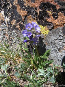 A sky pilot growing next to a large lichen-covered boulder