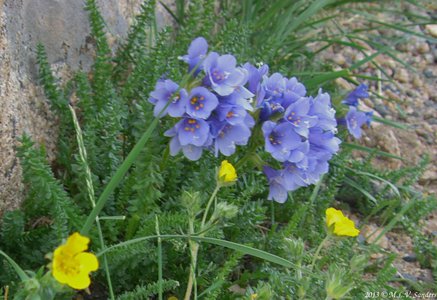 A purple flowered sky pilot growing next to some yellow alpine avens on the tundra