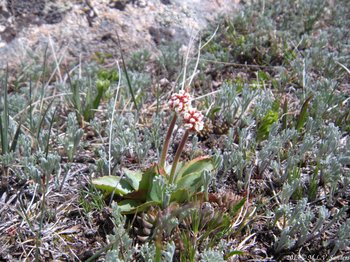 snowball saxifrange with flowers that are not fully open. Rocky Mountain National Park