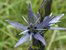 In a close-up view of a star gentian, blue or purple irregular stripes cover the lower petals white background fl