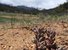 The succulent yellow stonecrop without its flowers in Late May in the montane zone