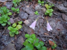 Two faintly pink flowers of the twinflow. The flowers are symmetric about their stem.