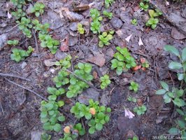 A group of twinflowers growing by the Thunder Lake Trail, Rocky National Park