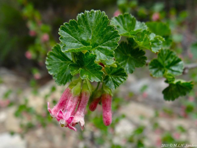 A sideways view of wax currant flowers shows their long tubular shape.