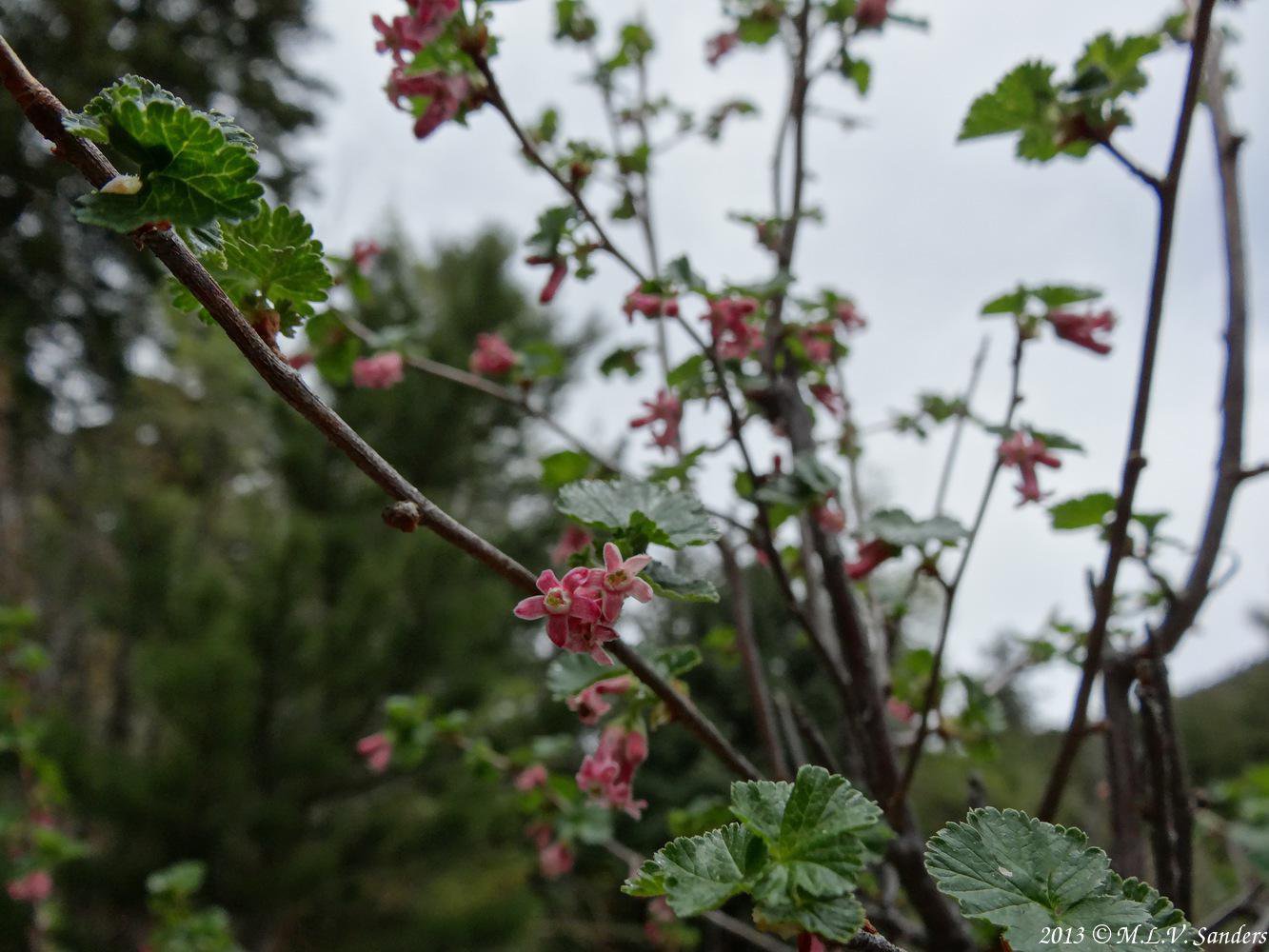 A blooming wax currant seen during a late May stroll around Beaver Meadows.