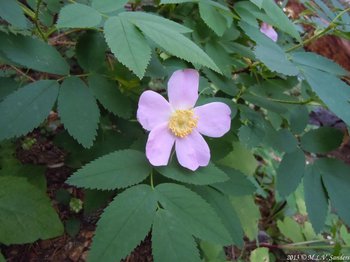 Near Ouzel Lake grows this wild rose bush with prickly branches.