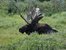 A large moose with impressive antlers leaving a tall thicket of willows next to Brainard Lake in the Indian Peaks