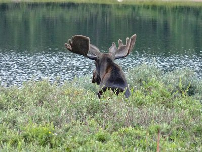 A moose at Brainard Lake