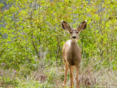 A young mule deer near Pole Hill Road near the town of Estes Park.