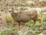 Looking down on a mule deer