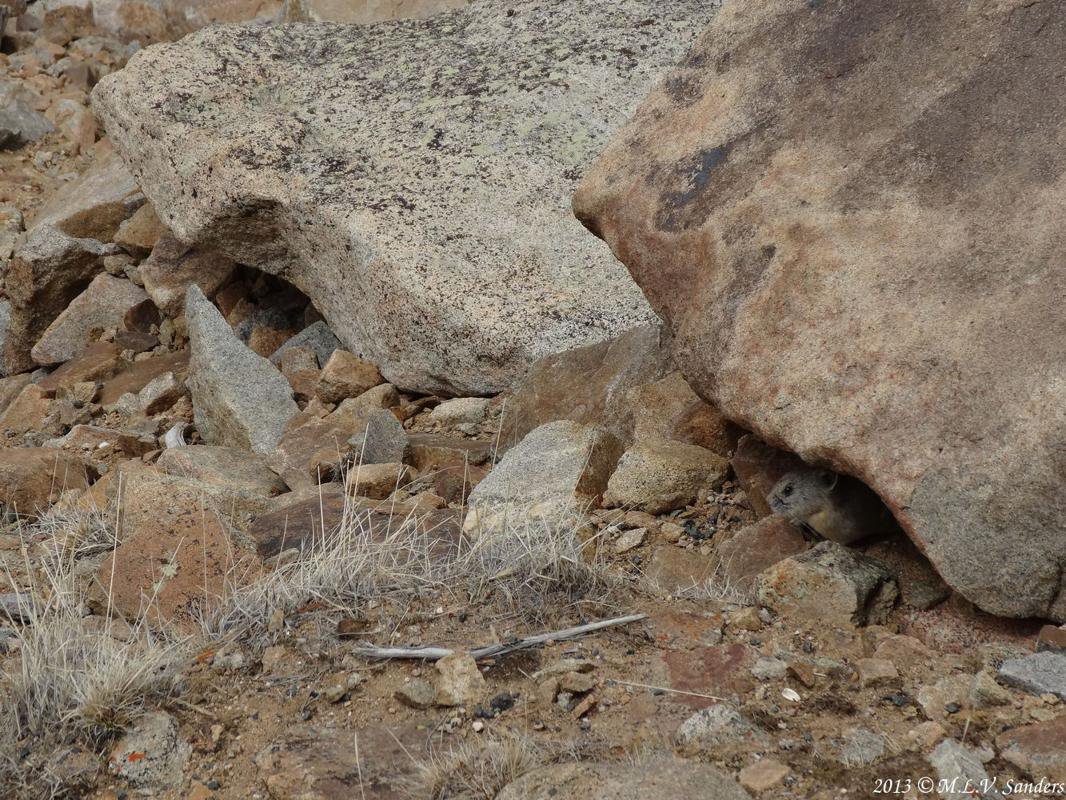 An inconspicuous pika, as it is often seen by  hikers, peering out from underneath a rock or boulder