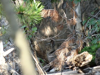 ompletely still snowshoe hare seen along the side of Flattop Mountain Trail not far from Bear Lake.