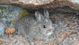 young snowshoe hare hiding under a small boulder along the Lookout Mountain Trai, RMNP