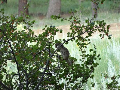 Wyoming ground squirrel feasting on the bright red  berries of a wax currant