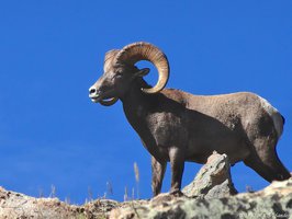 bighorn ram  on Twin Sisters close to the trail, RMNP