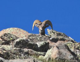 Head on view of a bighorn ram gazing down on us. RMNP