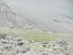 Bighorn rams grazing below Trail Ridge Road, RMNP