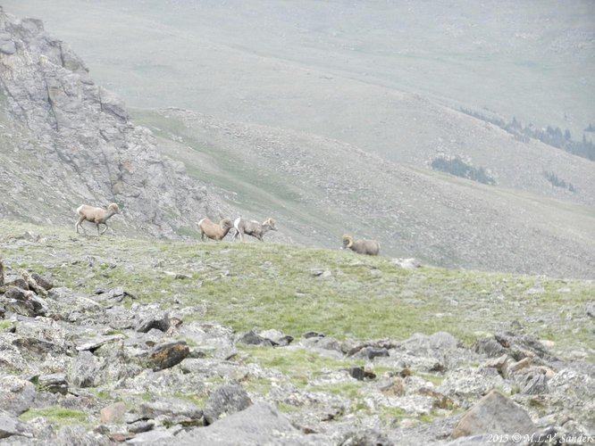 Bighorn rams grazing below Trail Ridge Road, RMNP