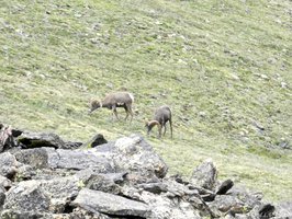 Two bighorn rams by Trail Ridge Road, RMNP