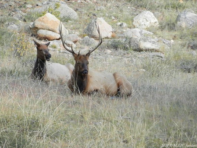 Two elk in Moraine Park, RMNP.